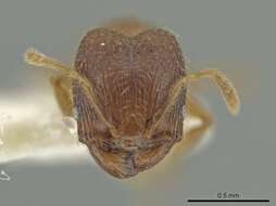 Image of Pheidole harrisonfordi