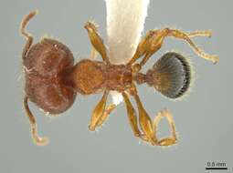 Image of <i>Pheidole horribilis</i>