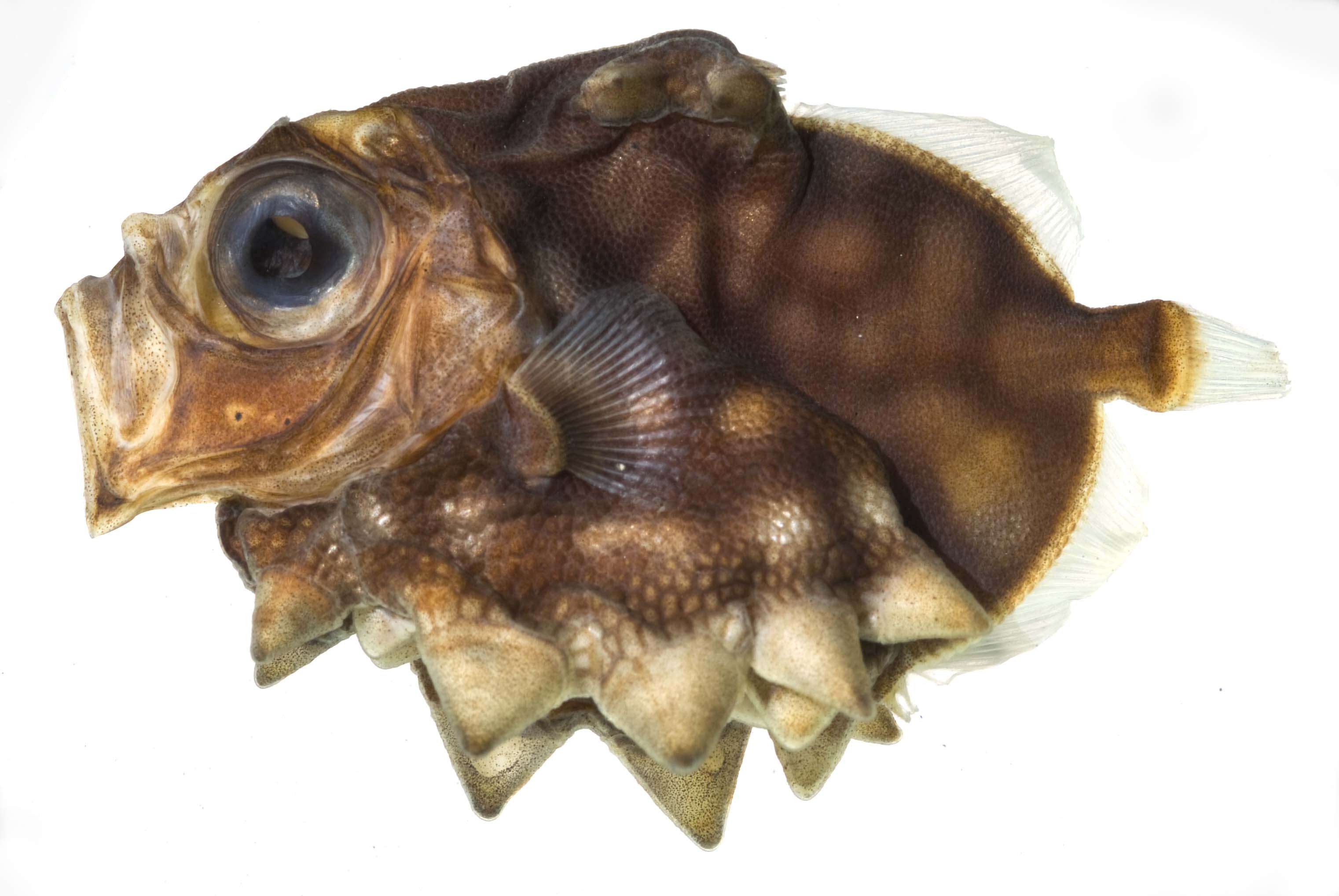 Image of Oreosoma