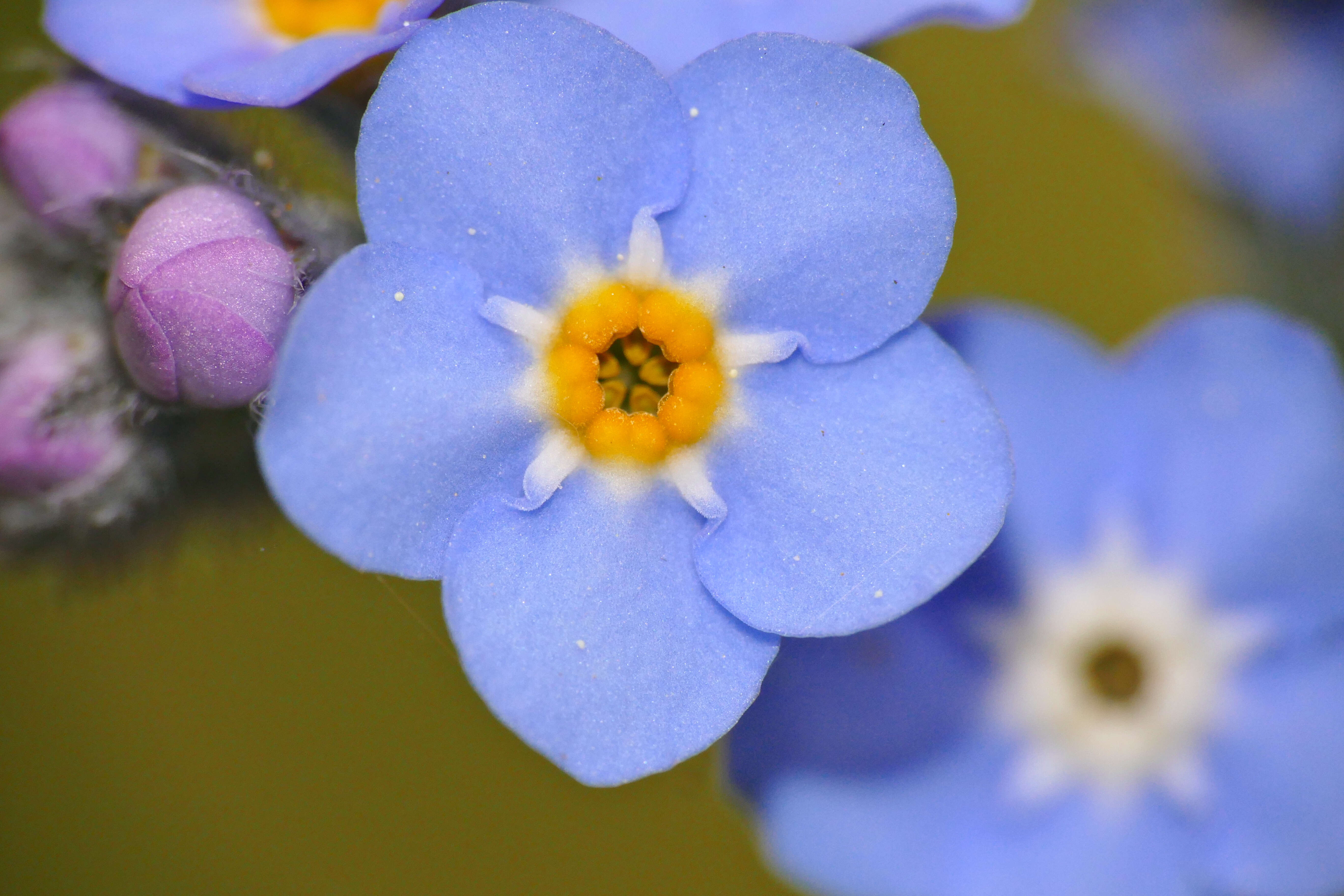 Image of wood forget-me-not