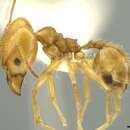 Image of Pheidole lanigera