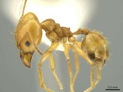 Image of Pheidole lanigera