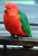 Image of Australian King Parrot