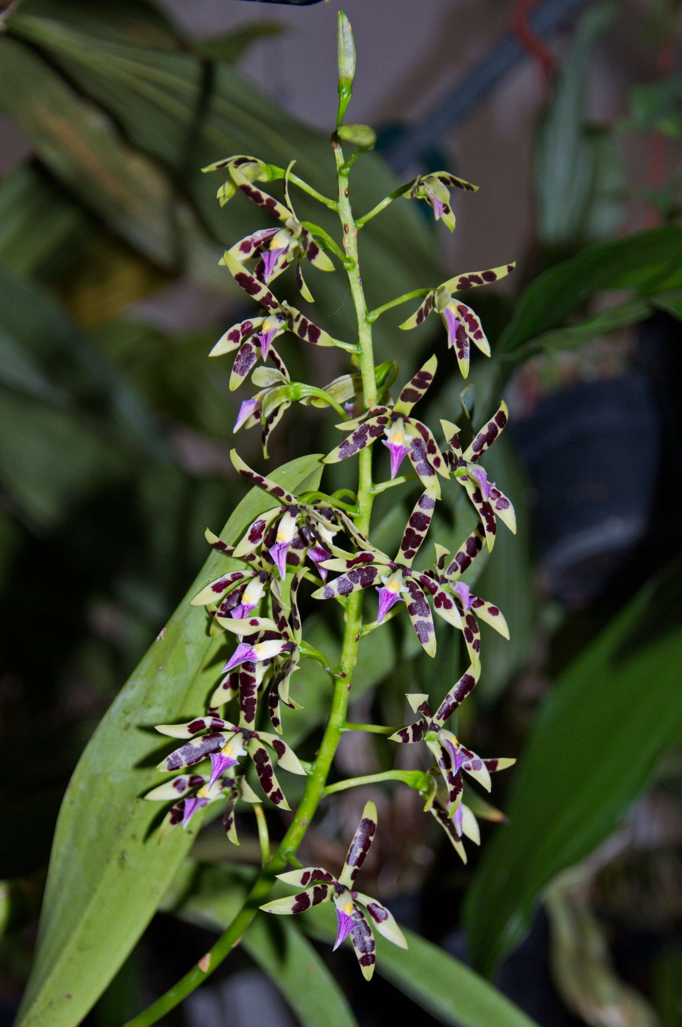 Image of Prosthechea prismatocarpa (Rchb. fil.) W. E. Higgins