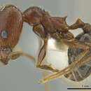 Image of Pheidole nubicola