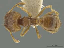 Image of Pheidole harrisonfordi