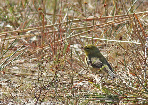 Image de Paruline des pins