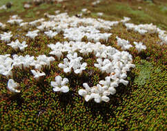 Image of Dracophyllum minimum F. Muell.