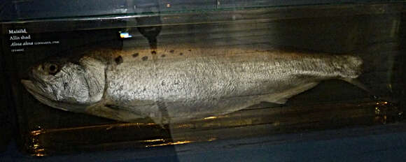 Слика од Alosa alosa (Linnaeus 1758)