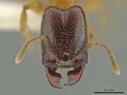 Image of <i>Pheidole triplex</i>