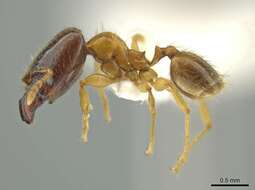 Image of <i>Pheidole triplex</i>