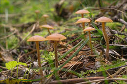 Image of Conocybe arrhenii (Fr.) Kits van Wav. 1970