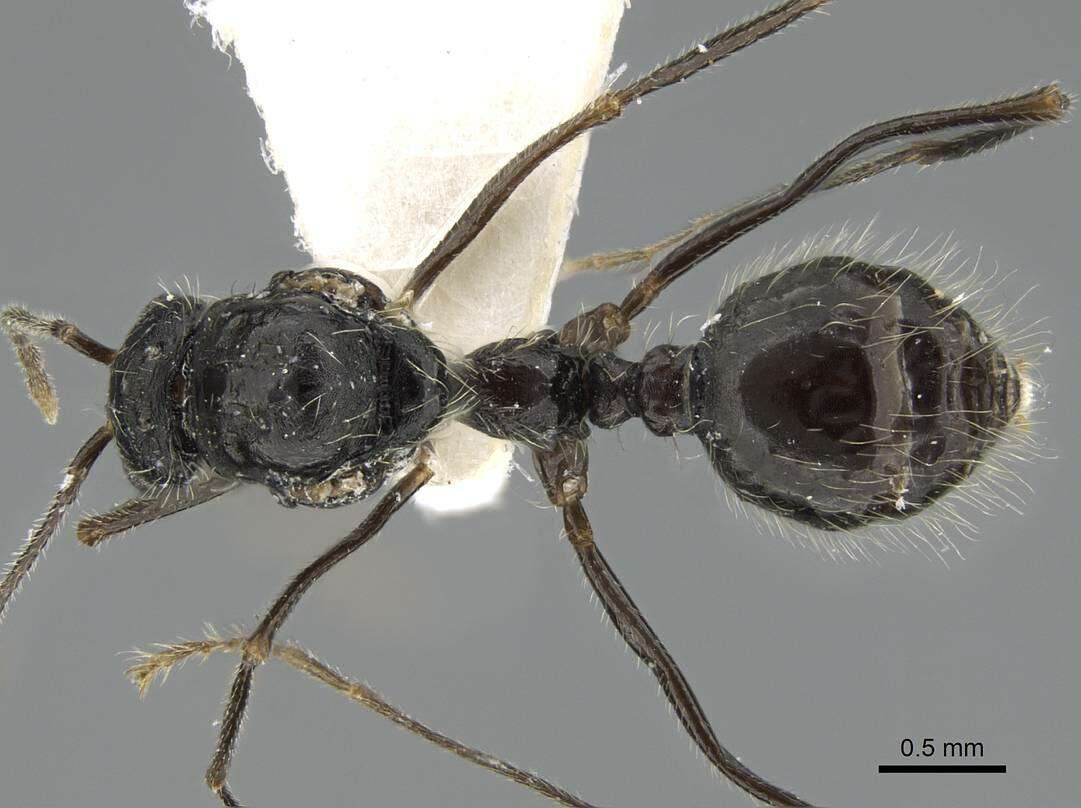 Aphaenogaster striativentris Forel 1895的圖片