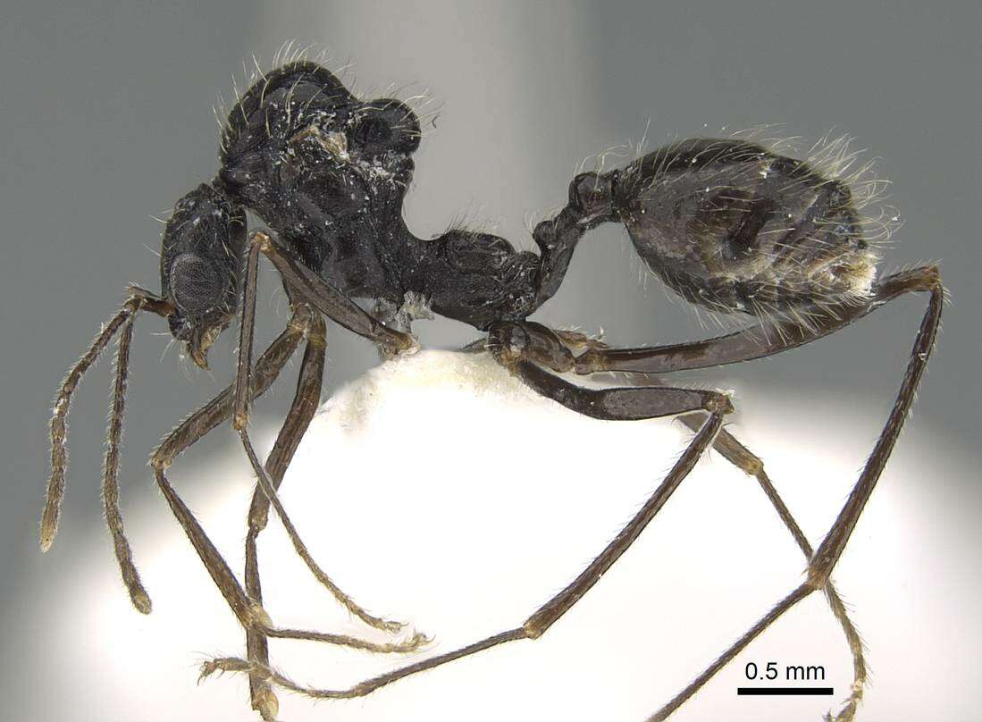 Aphaenogaster striativentris Forel 1895的圖片