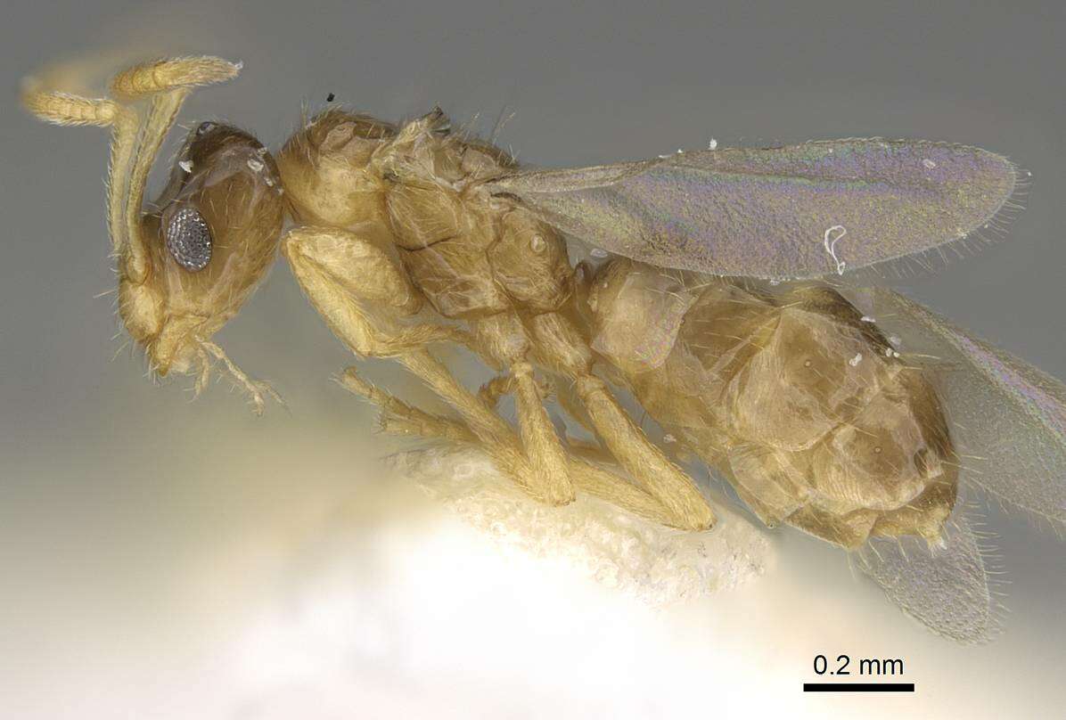 Image of Plagiolepis xene Staercke 1936