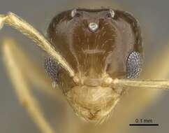 Image of Plagiolepis xene Staercke 1936