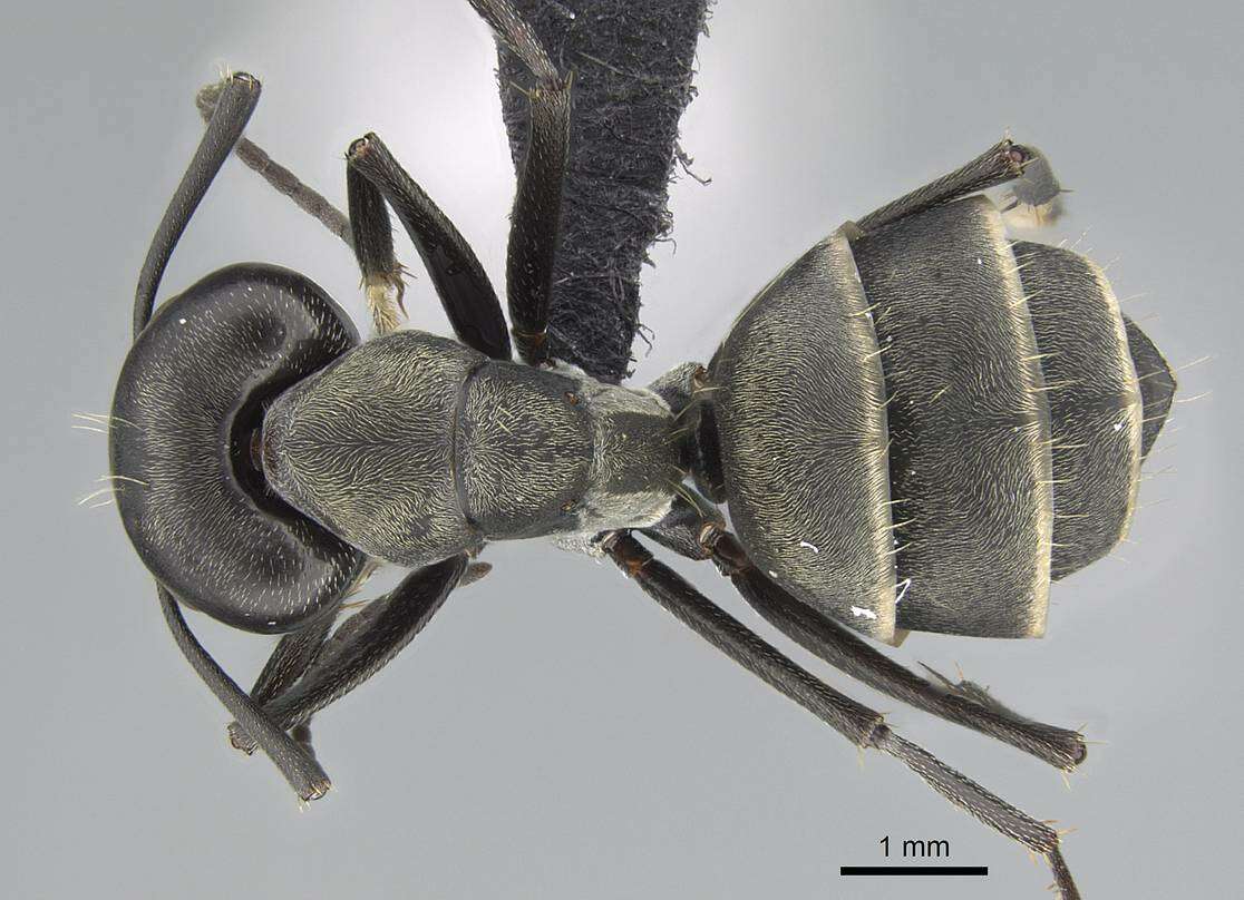 Image of Camponotus micans (Nylander 1856)