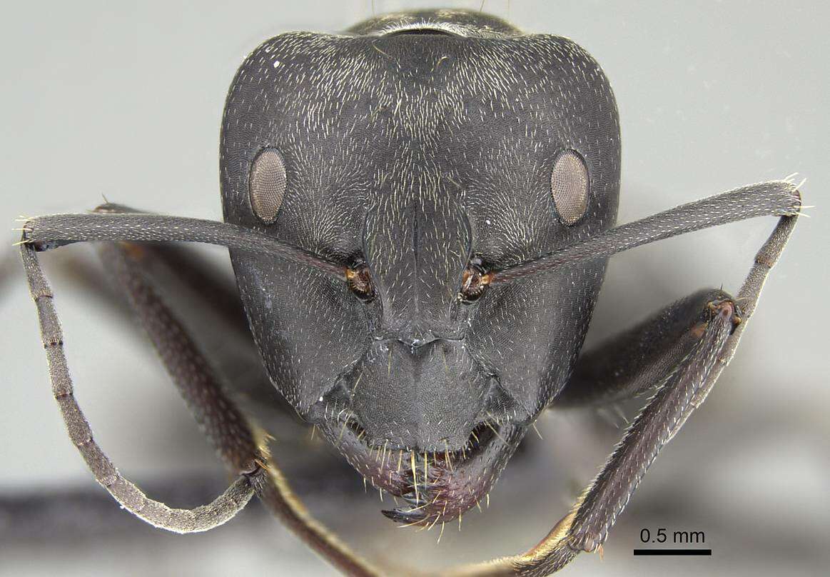 Image of Camponotus micans (Nylander 1856)