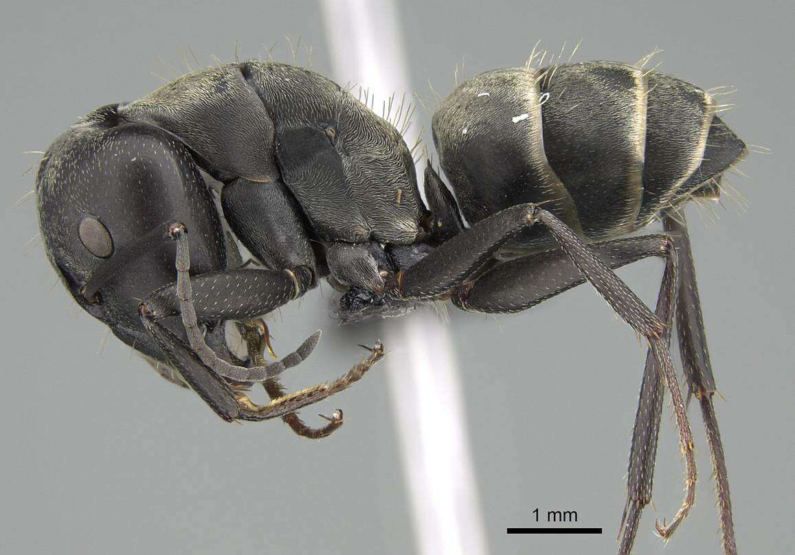 Image of Camponotus micans (Nylander 1856)