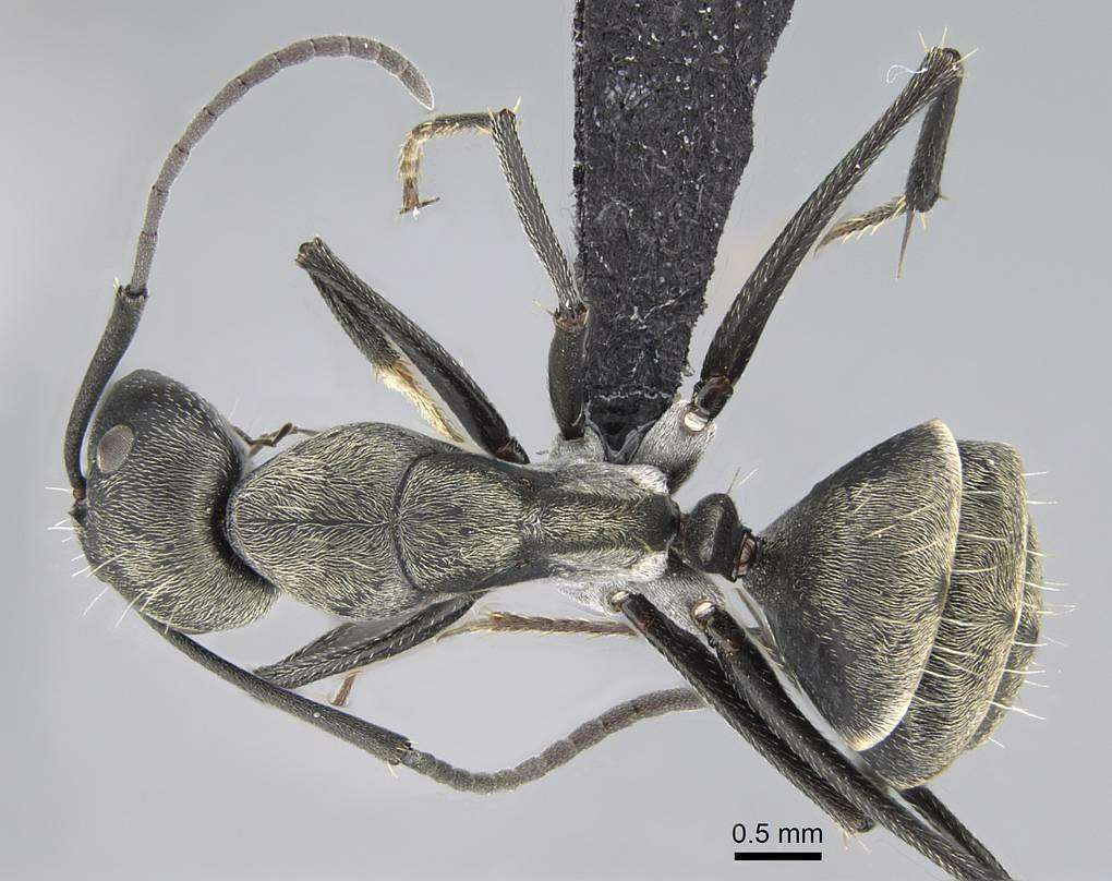 Image of Camponotus micans (Nylander 1856)