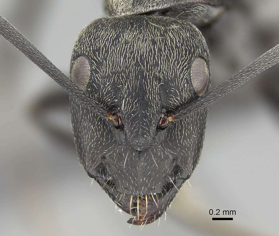 Image of Camponotus micans (Nylander 1856)