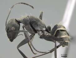 Image of Camponotus micans (Nylander 1856)