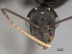 Image of Camponotus micans (Nylander 1856)