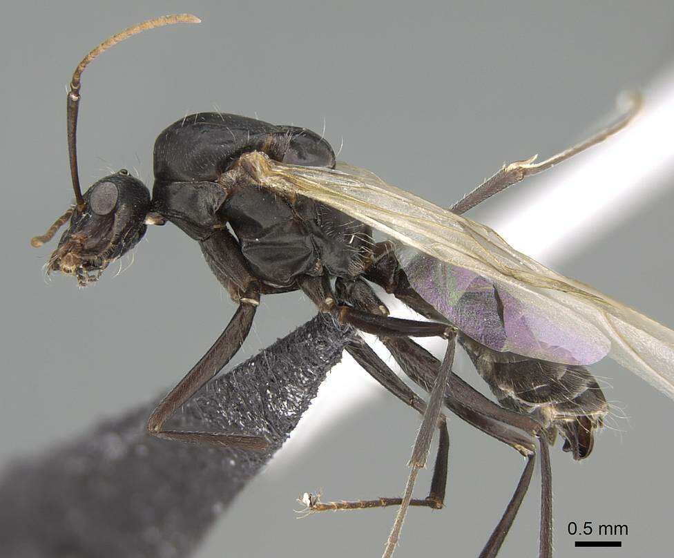 Image of Camponotus micans (Nylander 1856)