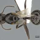 Imagem de <i>Aphaenogaster ulibeli</i>