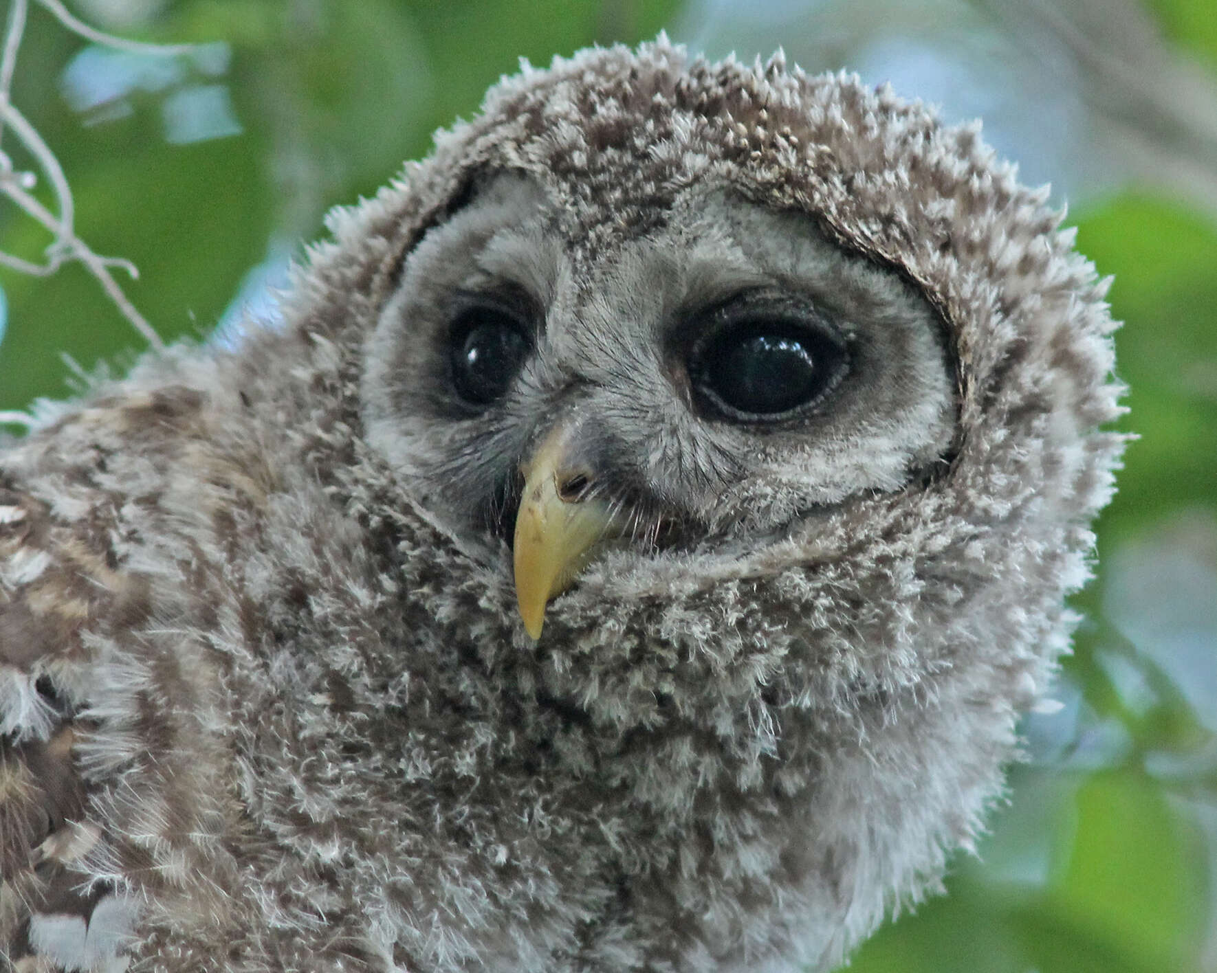 Image of Barred Owl