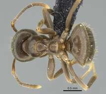 Image de Lasius piliferus Seifert 1992