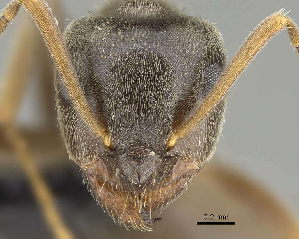 Image de Lasius piliferus Seifert 1992