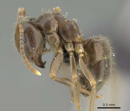 Image de Lasius piliferus Seifert 1992