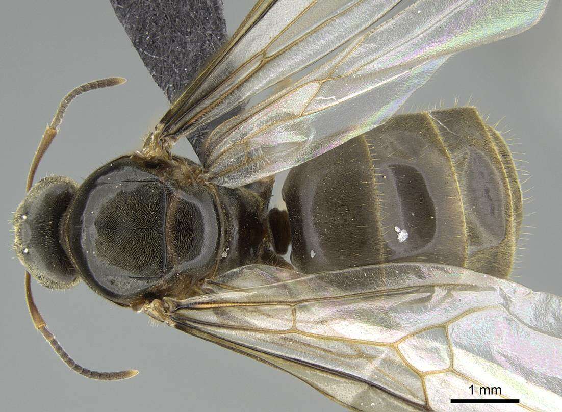 Image de Lasius piliferus Seifert 1992