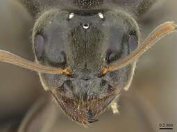 Image de Lasius piliferus Seifert 1992