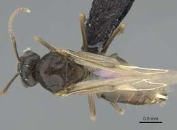 Image de Lasius piliferus Seifert 1992