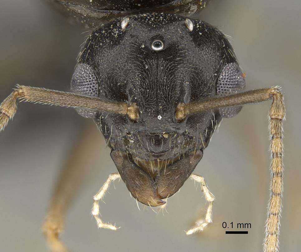 Image de Lasius piliferus Seifert 1992