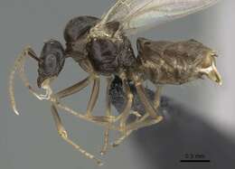 Image de Lasius piliferus Seifert 1992