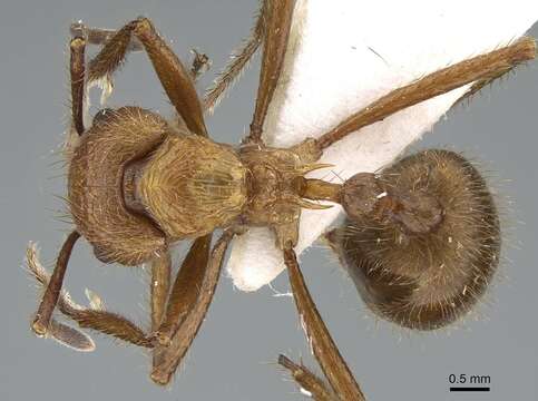 Image of Myrmicaria opaciventris Emery 1893