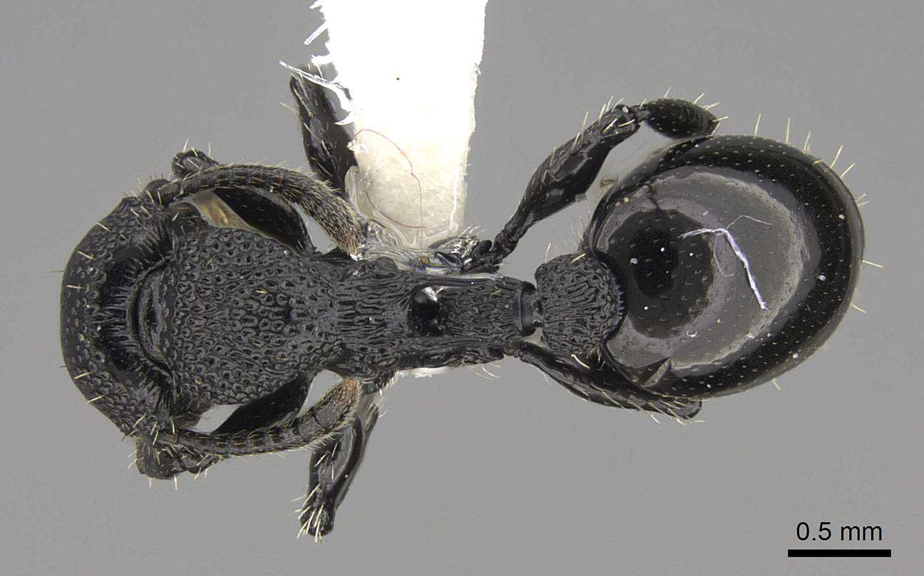 Image of Procryptocerus eladio