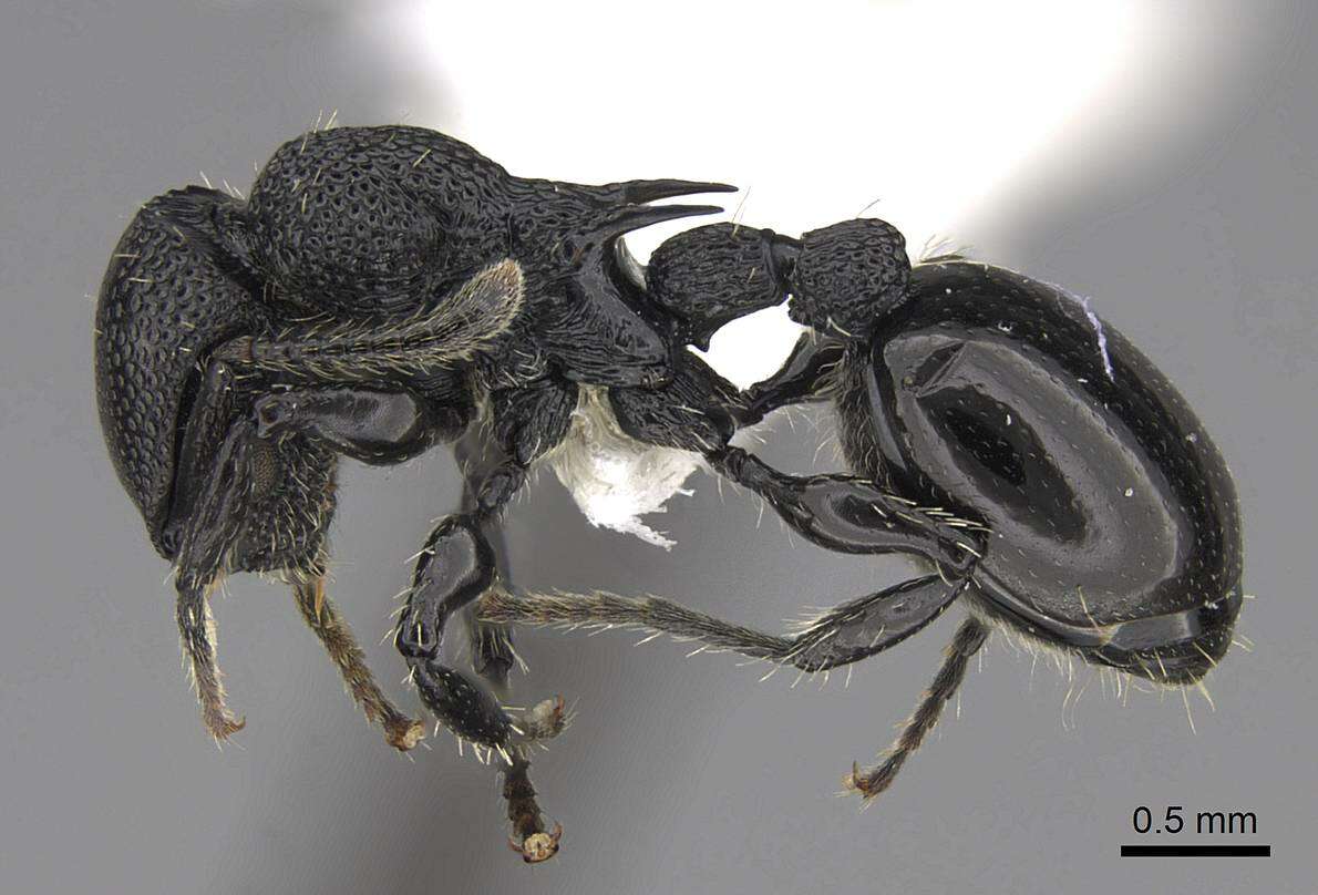 Image of Procryptocerus eladio