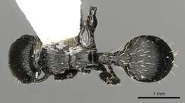 Image of Procryptocerus kempfi