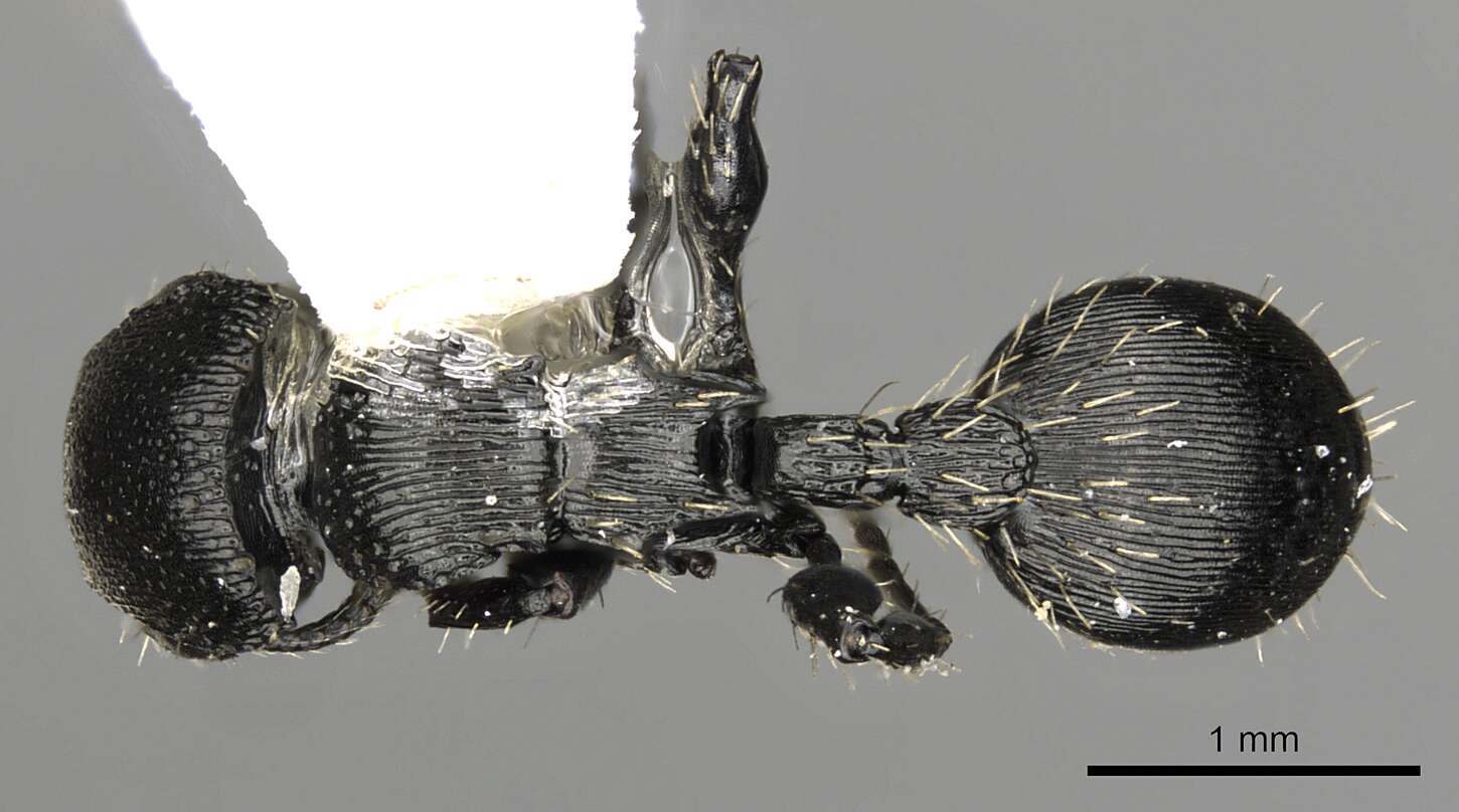 Image of Procryptocerus kempfi