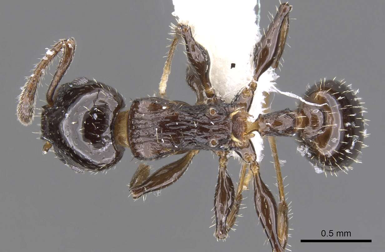 Image of Nesomyrmex vargasi