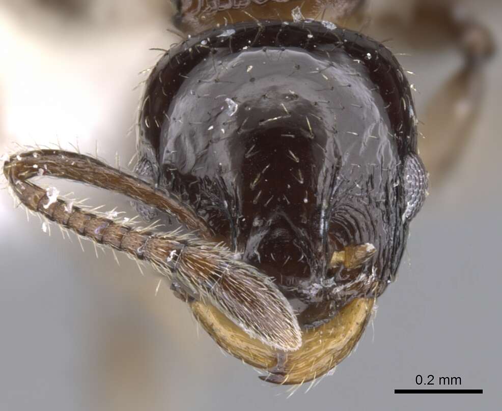 Image of Nesomyrmex vargasi