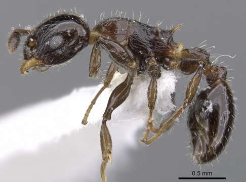 Image of Nesomyrmex vargasi