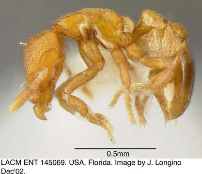 Image of Strumigenys membranifera
