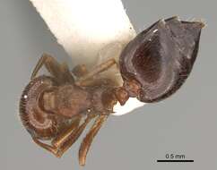 Image of Crematogaster navajoa Buren 1968