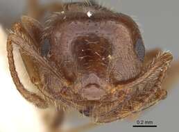 Image of Crematogaster navajoa Buren 1968