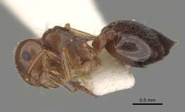 Image of Crematogaster navajoa Buren 1968